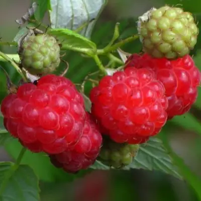 Малина СОЛНЫШКО в Пинске