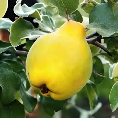 Айва МИР в Пинске