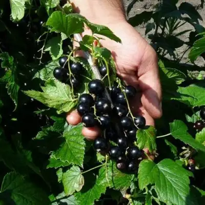 Смородина чёрная СЕЛЕЧЕНСКАЯ в Пинске