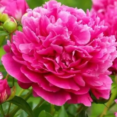 Пион НОЧНЫЕ ГРЕЗЫ древовидный в Пинске