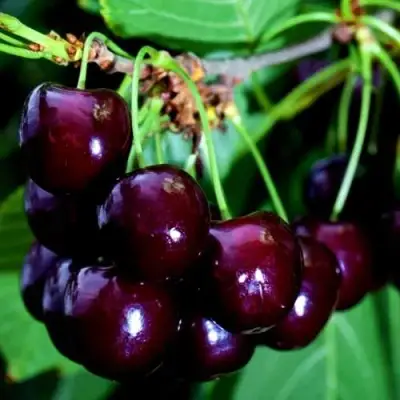 Дюк НОЧКА в Пинске