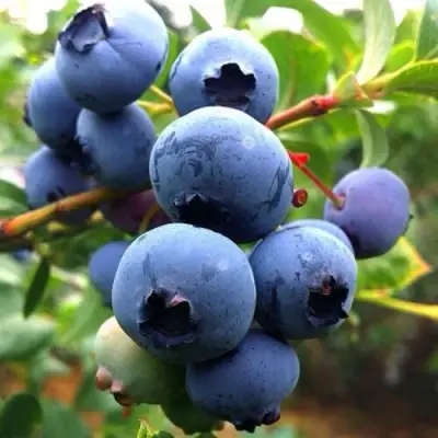 Голубика ДЮК в Пинске