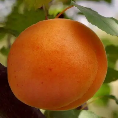 Абрикос ОЛИМП в Пинске