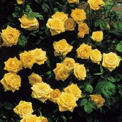 Роза ЛАНДОРА чайно-гибридная в Пинске