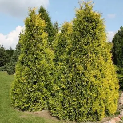 Туя АУРЕОСПИКАТА западная в Пинске