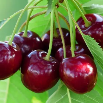 Дюк ЖИВИЦА (ЧЕРЕВИШНЯ) в Пинске