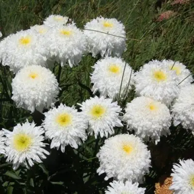 Нивяник ФИОНА ГОГХИЛЛ великолепный в Пинске