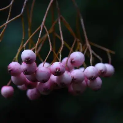 Рябина ПЕКИНСКАЯ сладкоплодная в Пинске