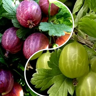 Комплект РЕДКИЙ СЧАСТЛИВЧИК в Пинске