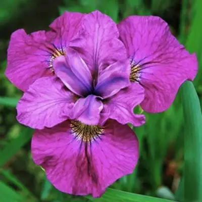 Ирис СИ Я ЛЕЙТЕР сибирский в Пинске