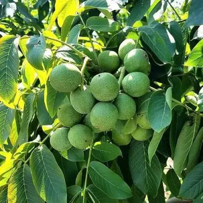 Грецкий орех  ИЗЯЩНЫЙ в Пинске