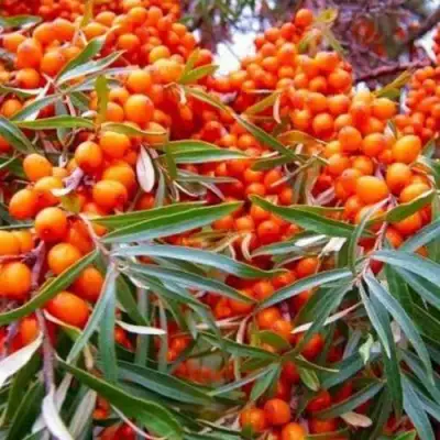 Облепиха ВОРОБЬЕВСКАЯ в Пинске