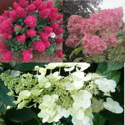 Комплект САД ЭМОЦИЙ в Пинске