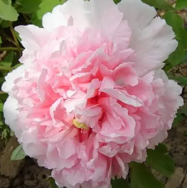 Пион БУКЕТ РОЗОВЫХ ГВОЗДИК древовидный в Пинске