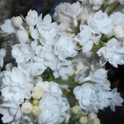 Сирень МИСС ЭЛЕН ВИЛМОТТ в Пинске