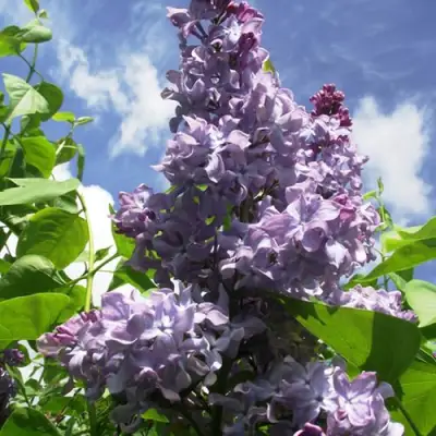 Сирень КРЫЛЬЯ НАДЕЖДЫ в Пинске