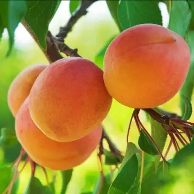 Абрикос ДЕБЮТ в Пинске