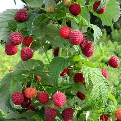 Малина БРУСИЛОВСКАЯ в Пинске