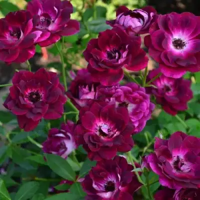 Роза БУРГУНДИ АЙС флорибунда в Пинске