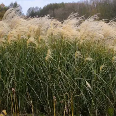 Мискантус ВАНИЛЛА СКАЙ китайский в Пинске