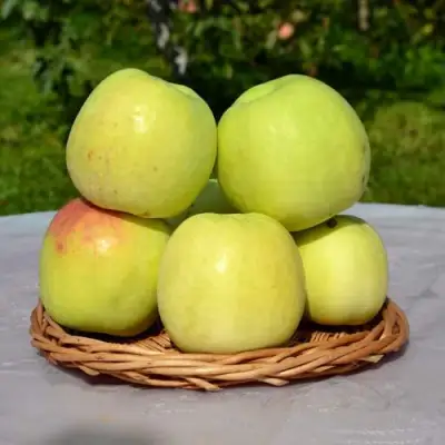 Яблоня БИРСКОЕ ГРУШЕВОЕ (БИЧИК) в Пинске