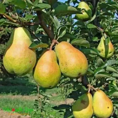 Груша ДОБРЯНКА в Пинске