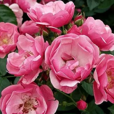 Роза АНГЕЛА флорибунда в Пинске