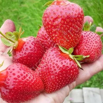 Клубника ЭЛИАНЕ в Пинске