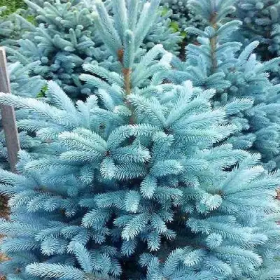 Ель МАДЖЕСТИК БЛЮ колючая в Пинске