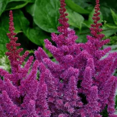 Астильба БЛЭК ЭНД БЛУ китайская в Пинске