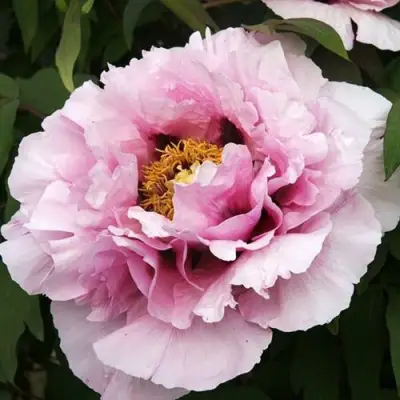 Пион РОЗОВАЯ РЕКА древовидный в Пинске