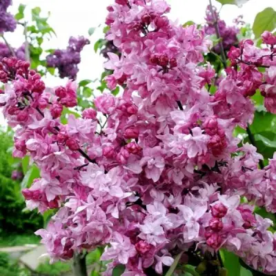 Сирень ОЛИМПИАДА КОЛЕСНИКОВА в Пинске