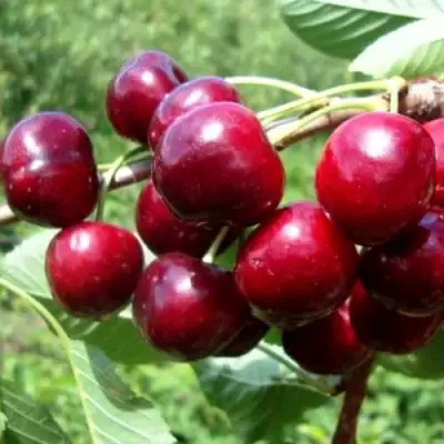 Вишня ВЯНОК в Пинске