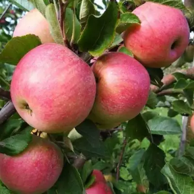 Яблоня ТЕРЕМОК в Пинске