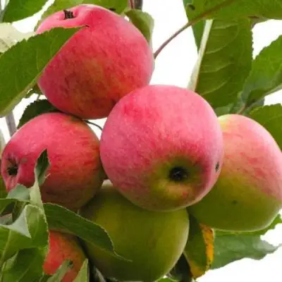 Яблоня МЕЧТА в Пинске