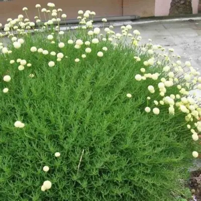 Сантолина зеленеющая в Пинске