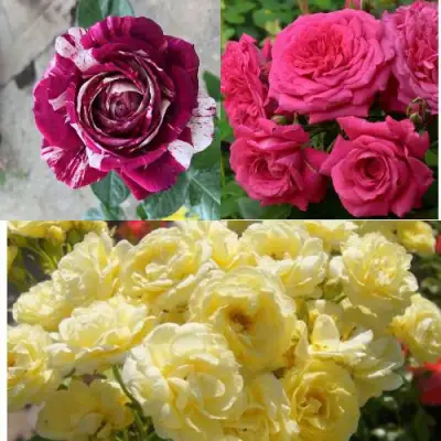 Комплект РОЗОВЫЙ АКЦЕНТ в Пинске