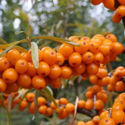 Облепиха РОСИНКА в Пинске