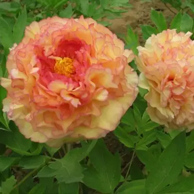 Пион ЗОЛОТАЯ РОССЫПЬ древовидный в Пинске