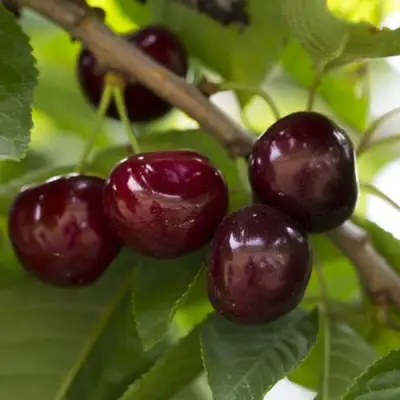 Вишня ЛАСУХА в Пинске