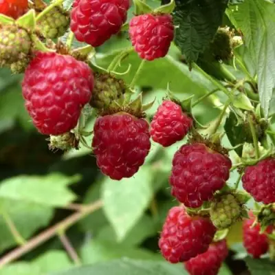 Малина ПРИМАРА в Пинске