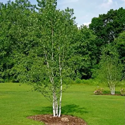 Береза бумажная в Пинске