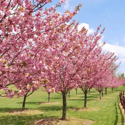 Сакура КАНЗАН в Пинске