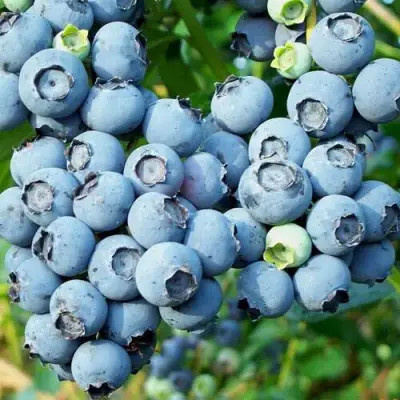 Голубика ПУРУ в Пинске