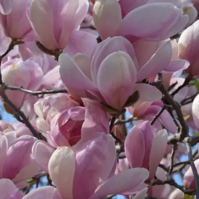 Магнолия ГАЛАКСИ в Пинске