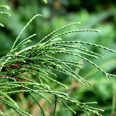 Туя ВИПКОРД складчатая в Пинске