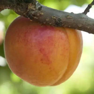  АПРИУМ в Пинске