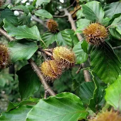 Бук обыкновенный в Пинске