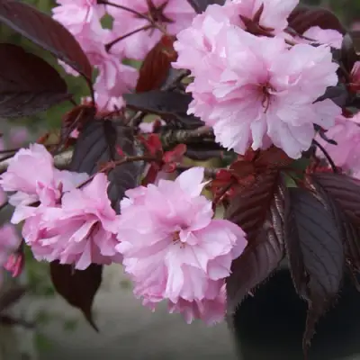 Сакура РОЯЛ БУРГУНДИ в Пинске