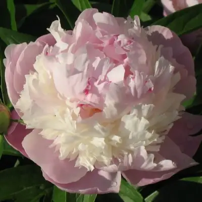 Пион ЩЕРБЕТ травянистый в Пинске